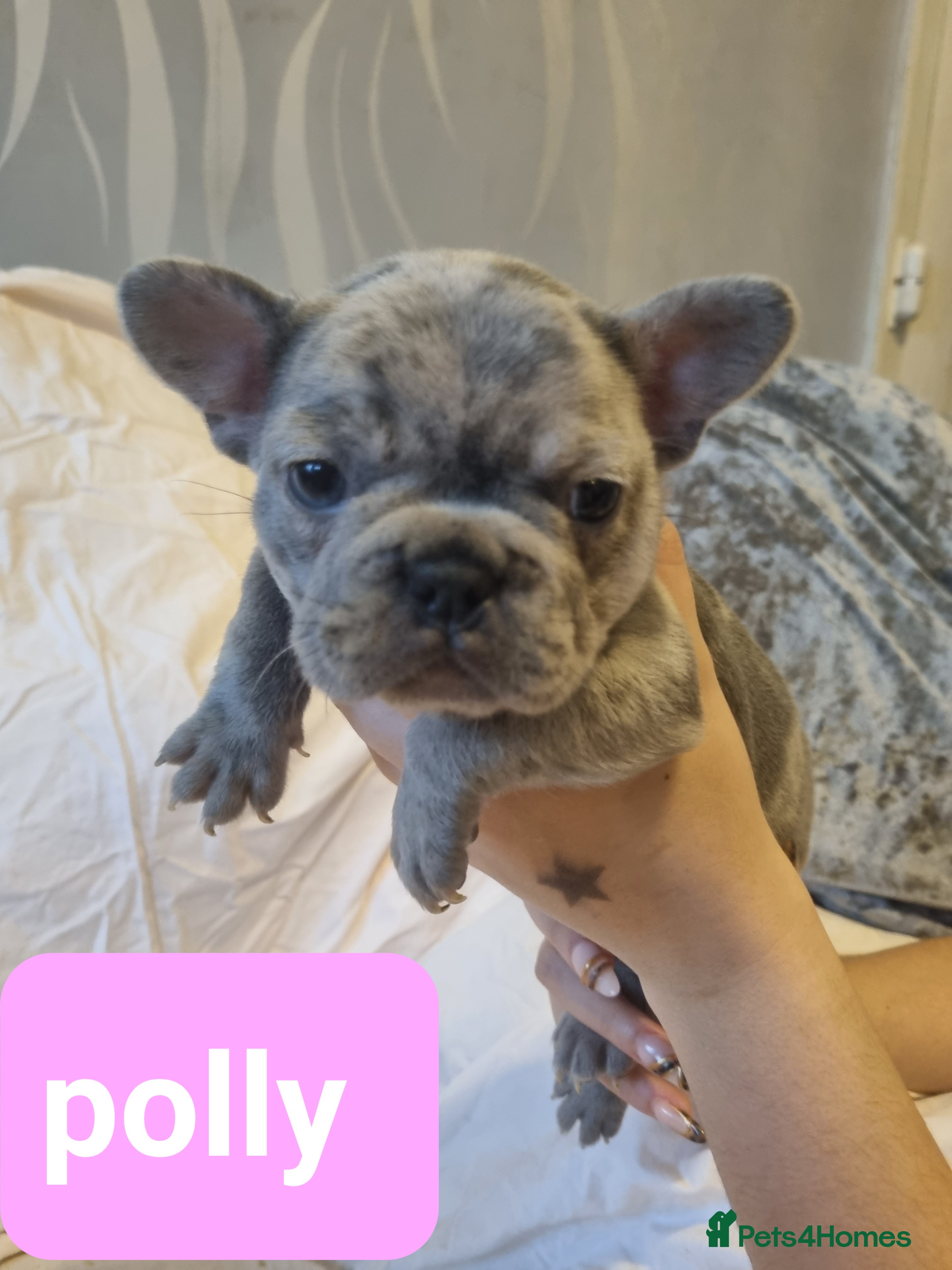 French Bulldog dogs Stunning litter of merle frenchies - Advert 15