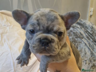 French Bulldog dogs Stunning litter of merle frenchies - Advert 15