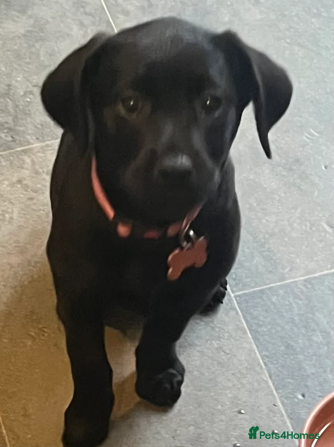 Labrador Retriever dogs for sale: Beautiful lab female  - Advert 26