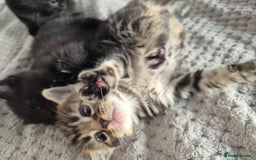 Mixed Breed cats for sale: 4 lovly kittens - Image 13