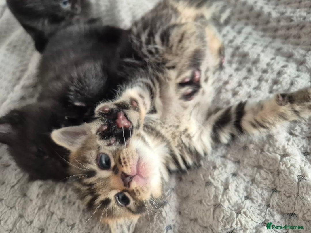 Mixed Breed cats for sale: 4 lovly kittens - Image 13