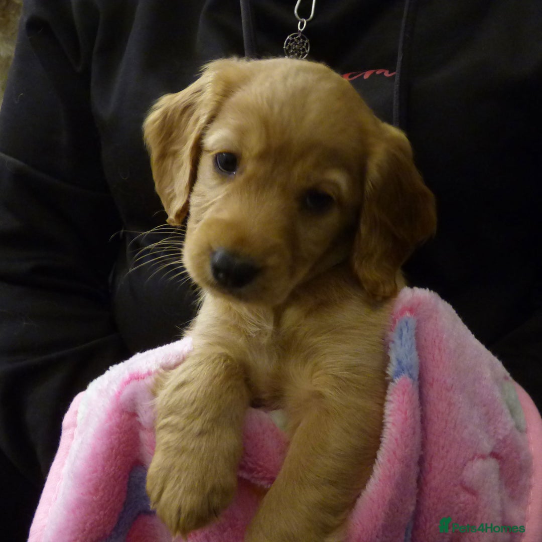 Cockapoo dogs for sale: Cockapoo F2 Puppies - Image 19
