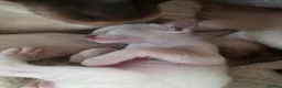 Siamese cats for sale: 2 Siamese  kittens available  for RESERVATION  - Advert 3