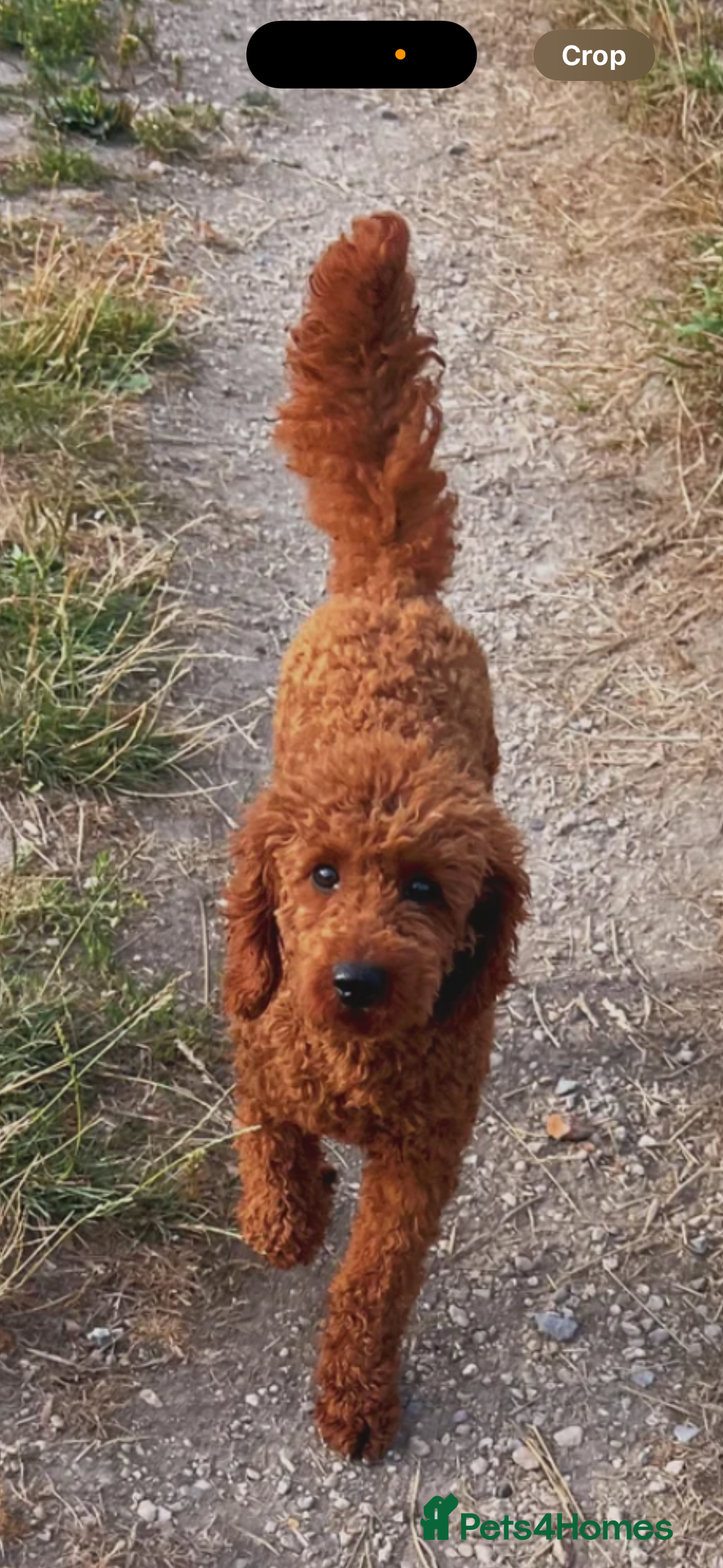 Mixed Breed dogs for sale: X1 beautiful red miniature left (boy)  - Image 12