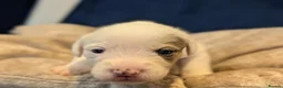 Jack Russell dogs for sale: 5 beautiful Jack Russell puppies for sale - Advert 17