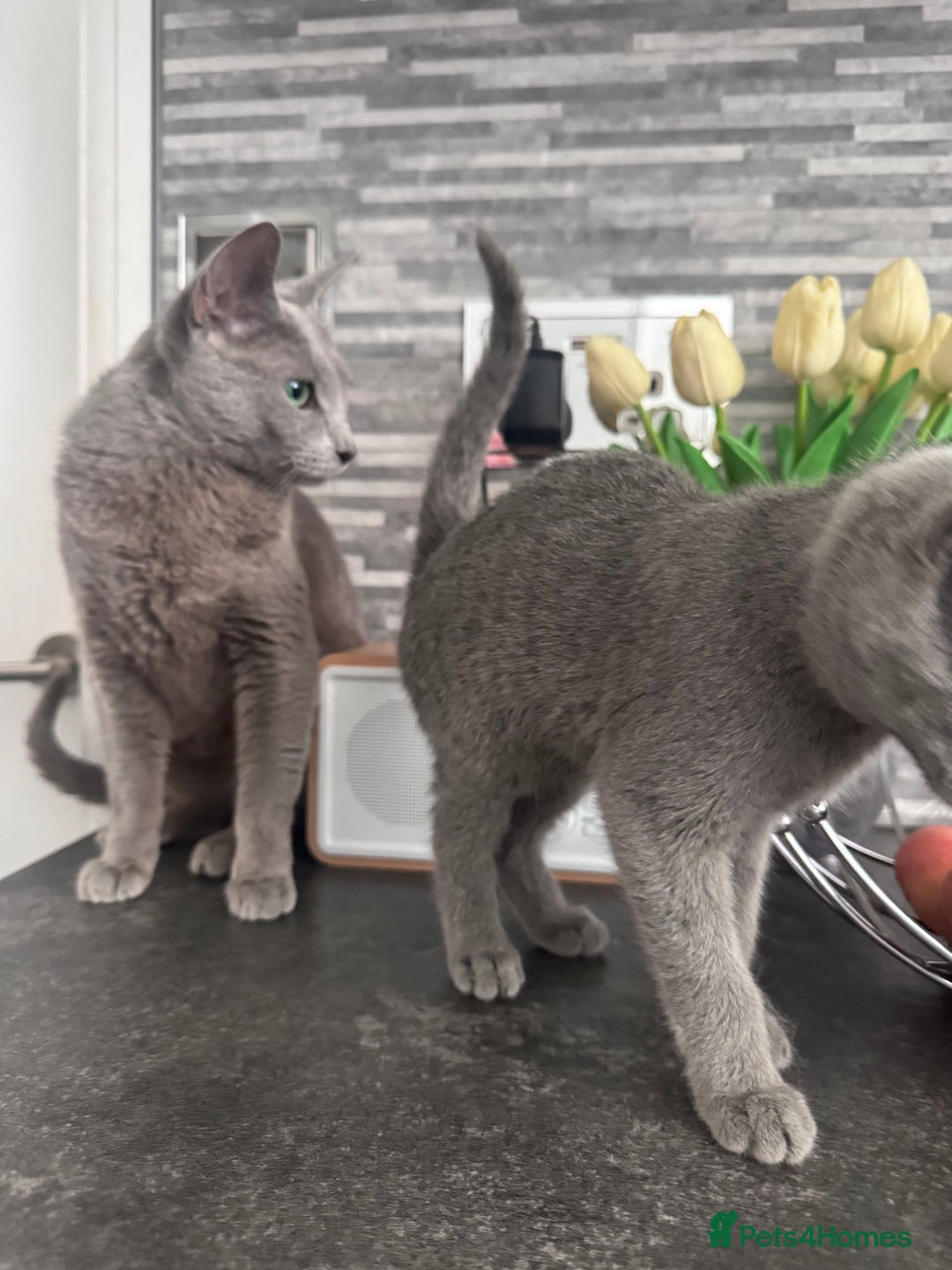 Russian Blue cats for sale: TICA active Russian Blue kittens Ready Now - Image 8