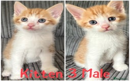 Mixed Breed cats for sale: 5 happy healthy kittens  - Image 3