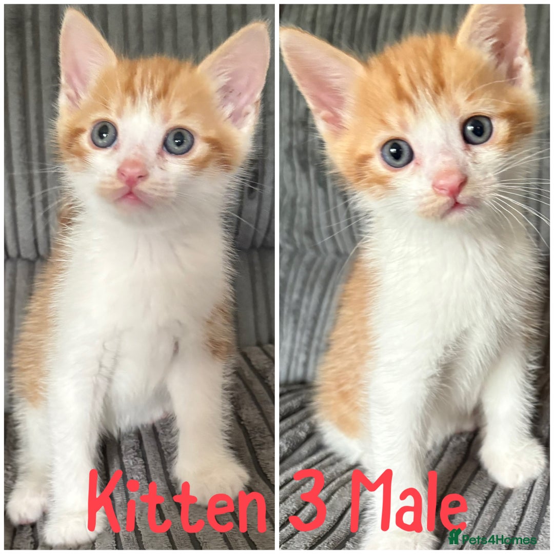 Mixed Breed cats for sale: 5 happy healthy kittens  - Image 3