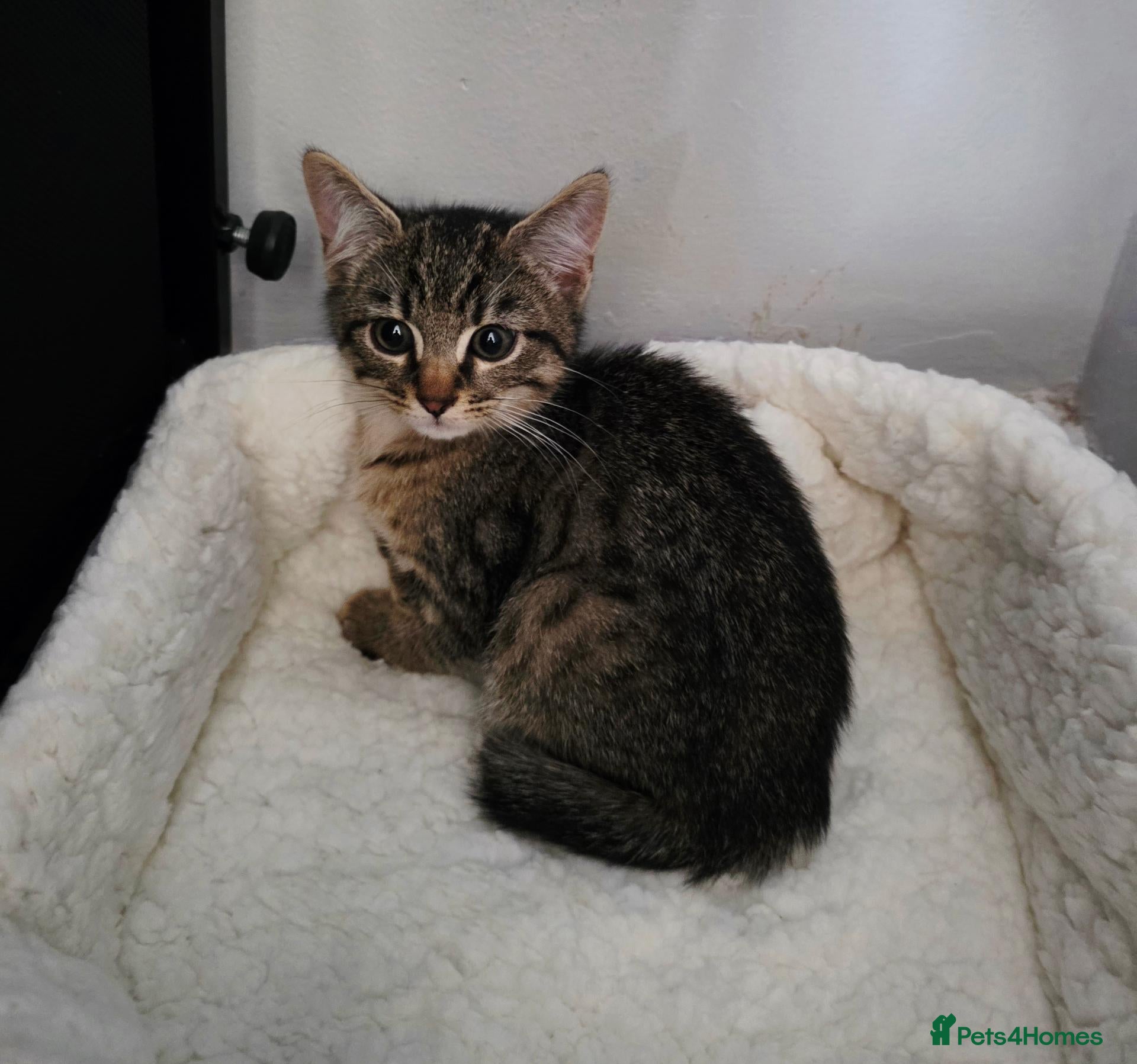 Mixed Breed cats Mixed breed kitten - Advert 7