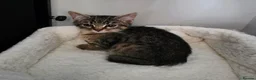 Mixed Breed cats for sale: Mixed breed kitten - Advert 1