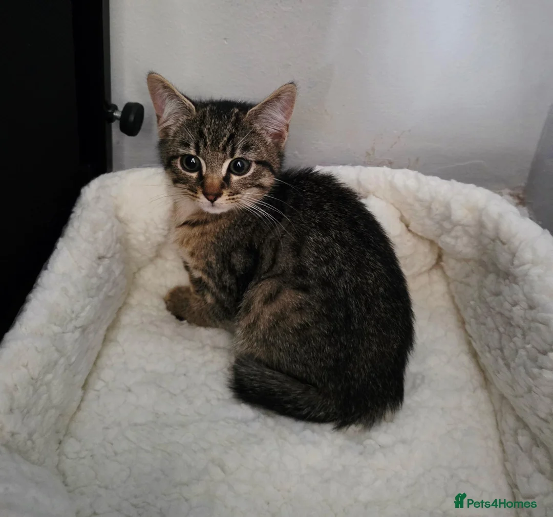 Mixed Breed cats for sale: Mixed breed kitten - Advert 1