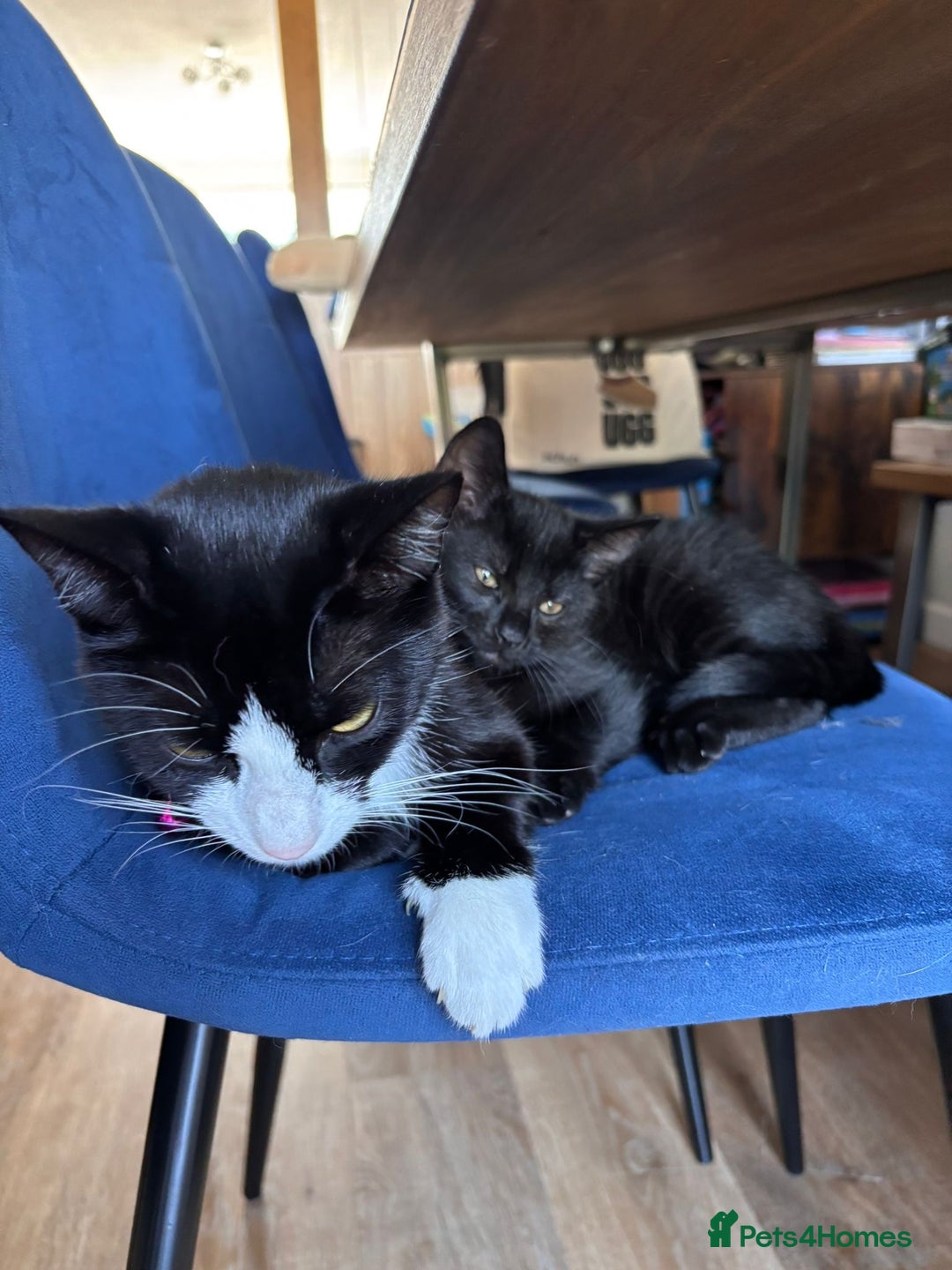 Domestic Shorthair cats for sale: Kitten  - Image 4