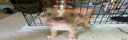 Mixed Breed dogs for sale: Family Raised Bulldog x Boxer Puppies Ready :))) in Bideford - Advert 11
