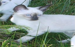 Siamese cats for sale: Siamese Kittens - Image 17