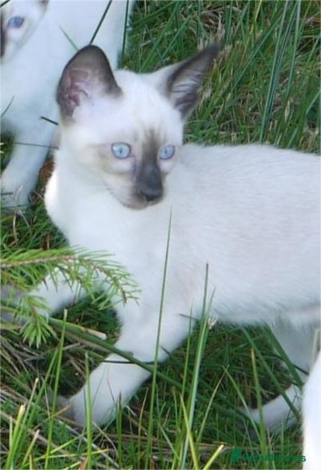 Siamese cats for sale: Siamese Kittens - Image 17