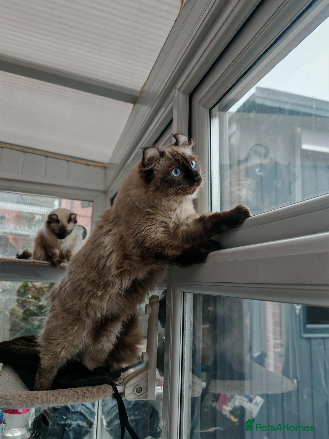 American Curl cats for sale: Two very rare and wonderful kittens for sale - Image 5