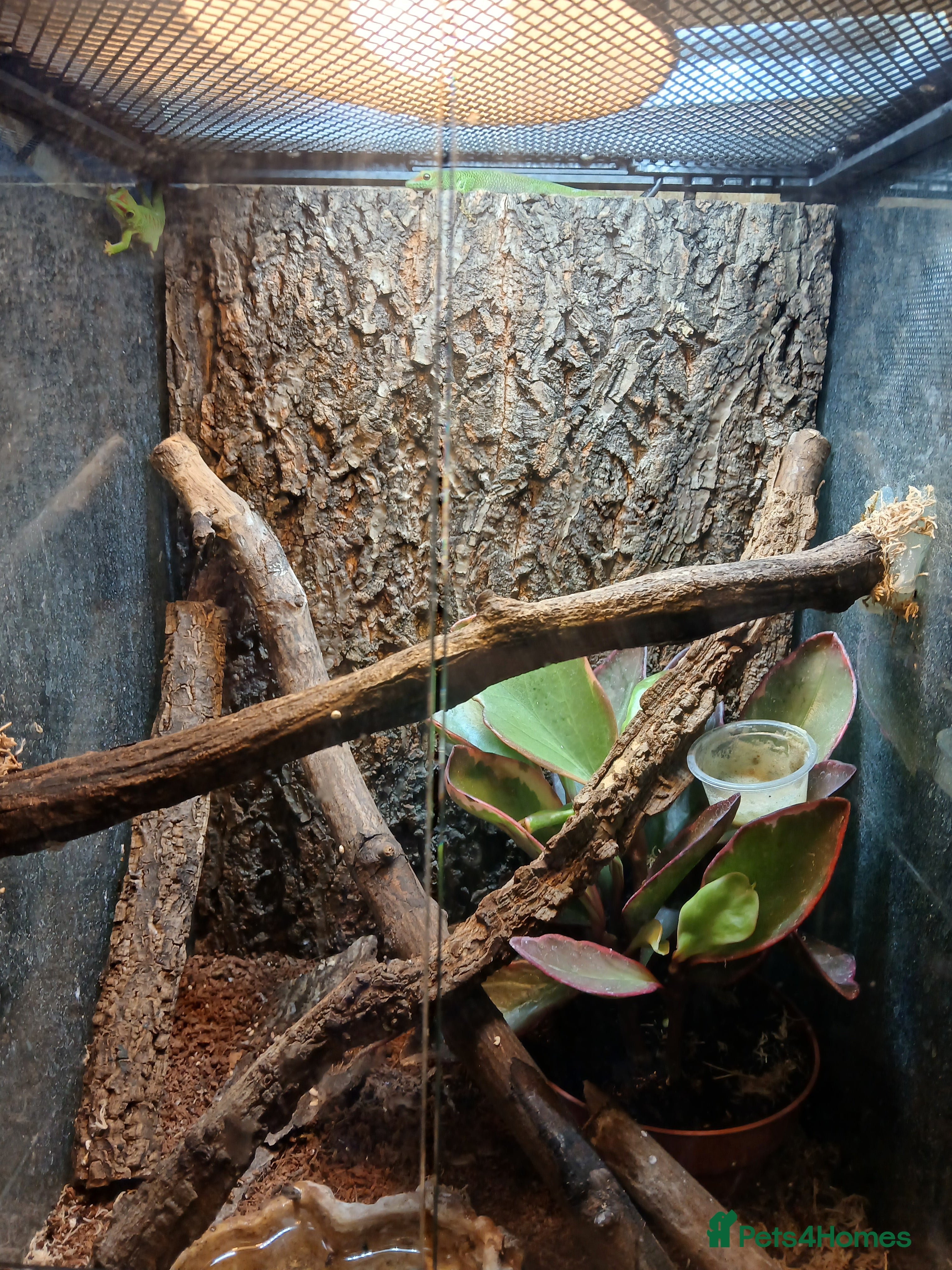 Gecko reptiles Giant day gecko  - Advert 1