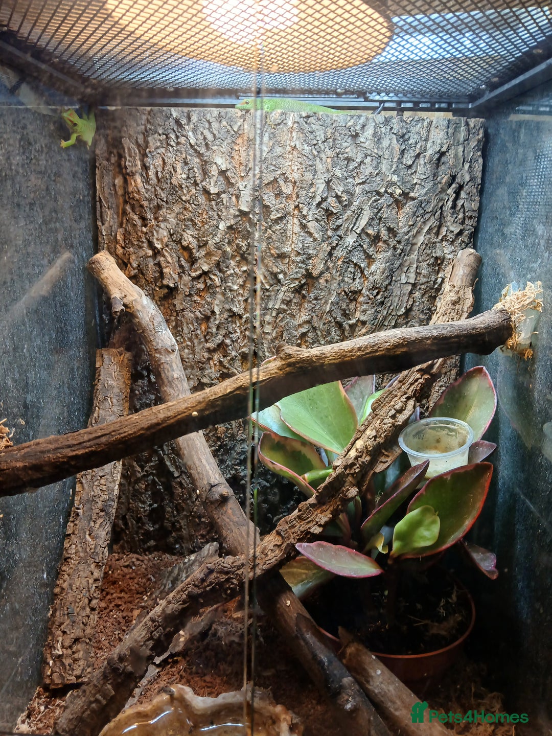 Gecko reptiles for sale: Giant day gecko  - Advert 1