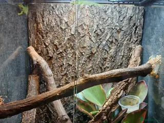 Gecko reptiles Giant day gecko - Advert 3