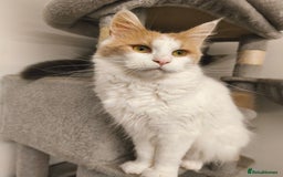 Maine Coon cats for sale: GCCF registered Maine Coon - Image 13