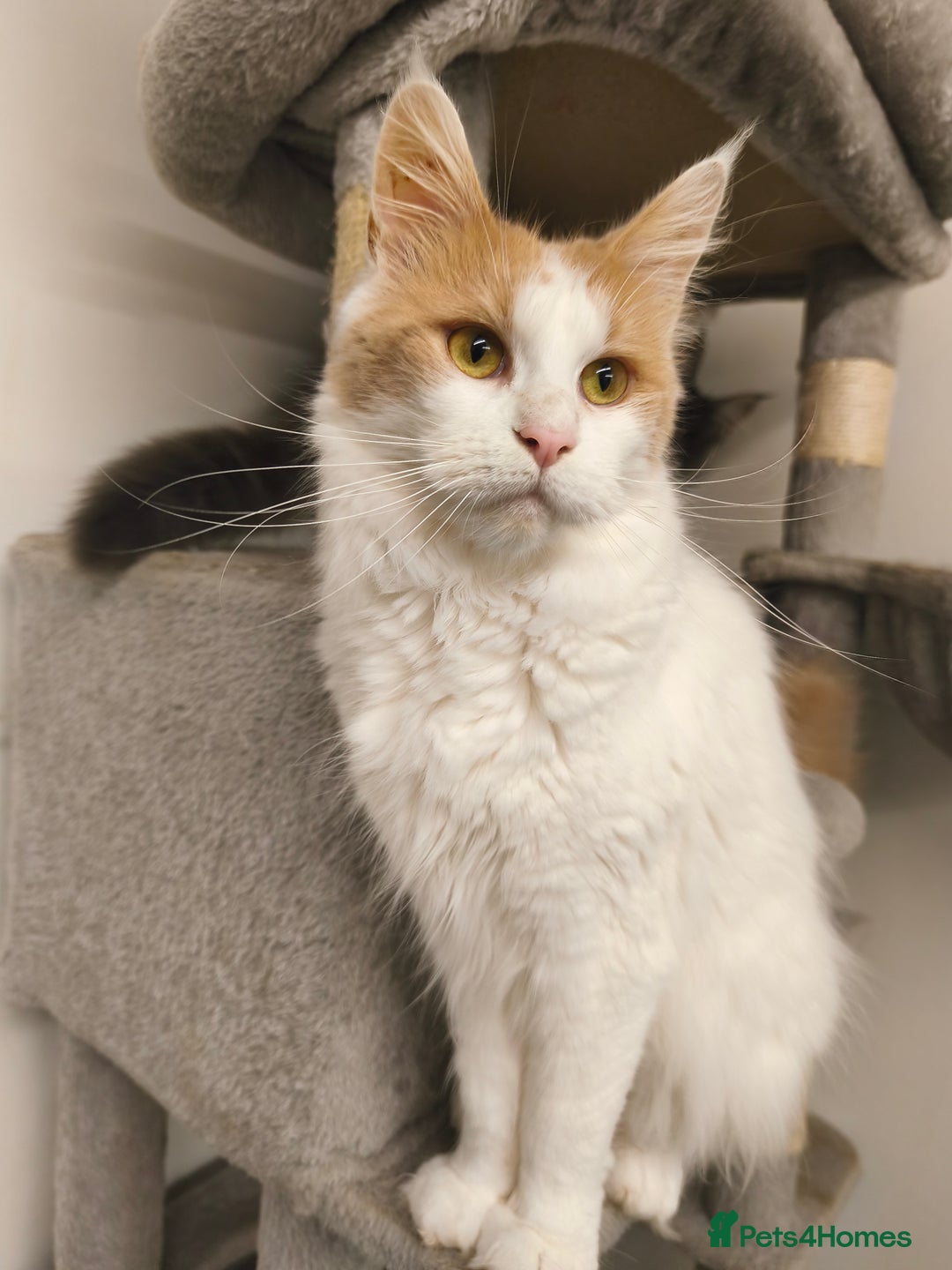 Maine Coon cats for sale: GCCF registered Maine Coon - Image 13