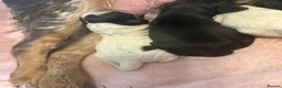 Cocker Spaniel dogs for sale: Last 2 boys available! - Advert 3