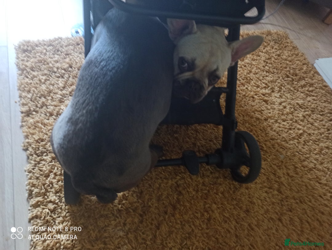 French Bulldog dogs for sale: Female french bulldog  - Image 3