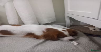 Cavalier King Charles Spaniel dogs - Advert 6