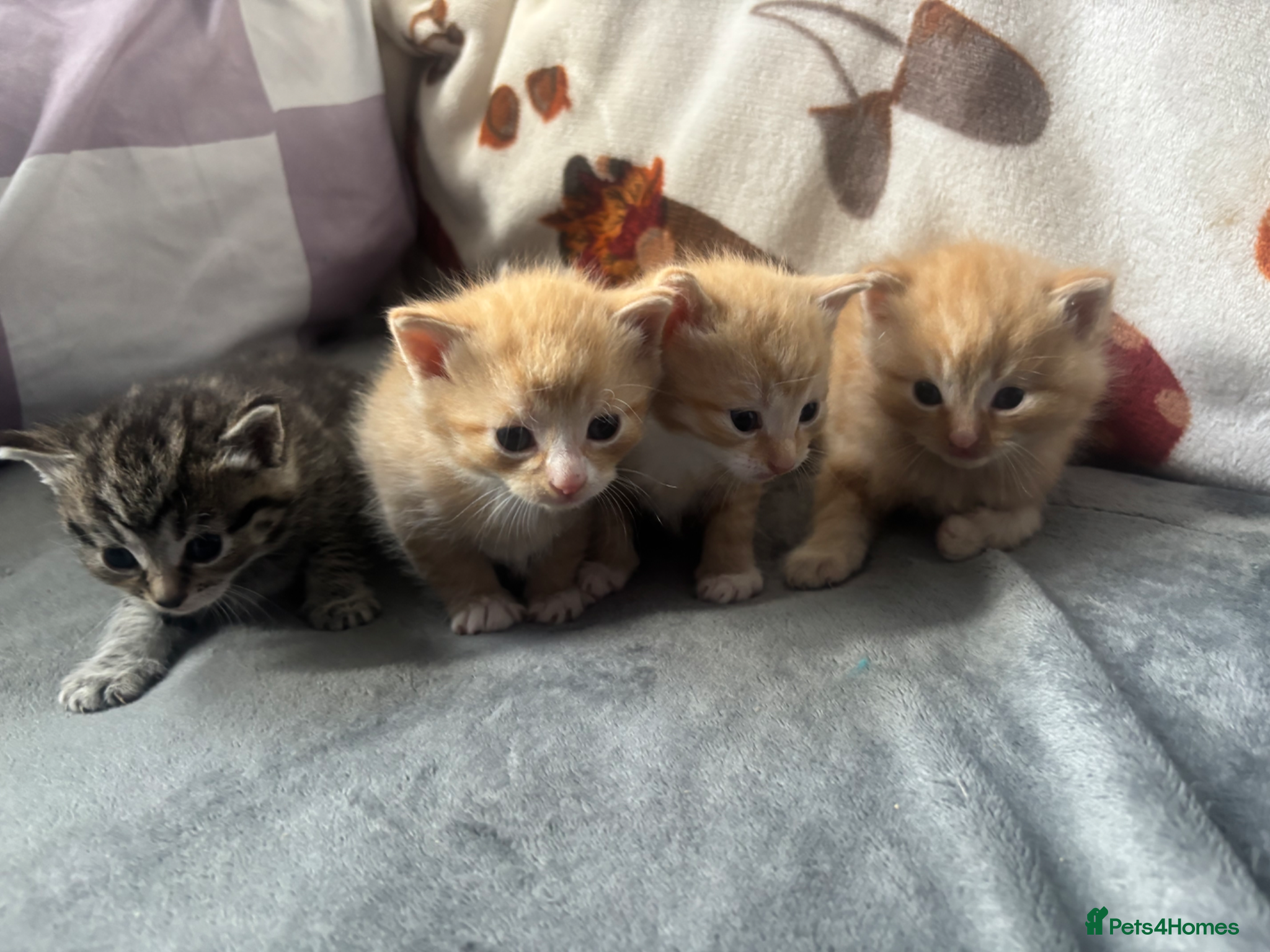Mixed Breed cats ALL RESERVED  - Advert 4