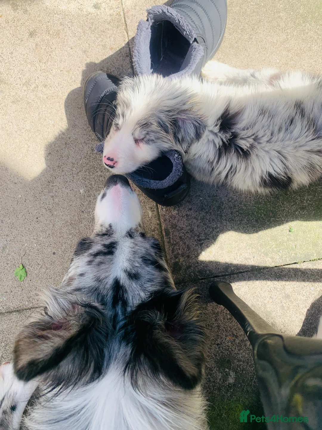 Border Collie dogs for stud: PROVEN! STUD ONLY! Stunning Merle Border Collie. in Coventry - Advert 11