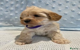 Maltipoo dogs for sale: 💖🐾Stunning health tested F1 maltipoo babies 🐾💖 - Advert 12