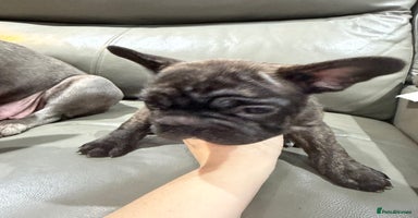 French Bulldog dogs - Advert 13