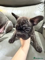 French Bulldog dogs - Advert 13