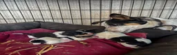 Mixed Breed dogs for sale: 3 Playful Border Collie x Jack Russell Pups  - Advert 4