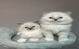 Ragdoll cats for sale: Registered Ragdolls kittens for sale - Image 4
