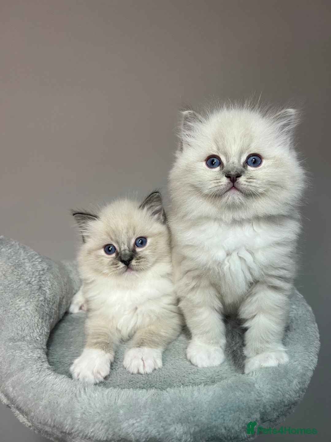 Ragdoll cats for sale: Registered Ragdolls kittens for sale - Image 4