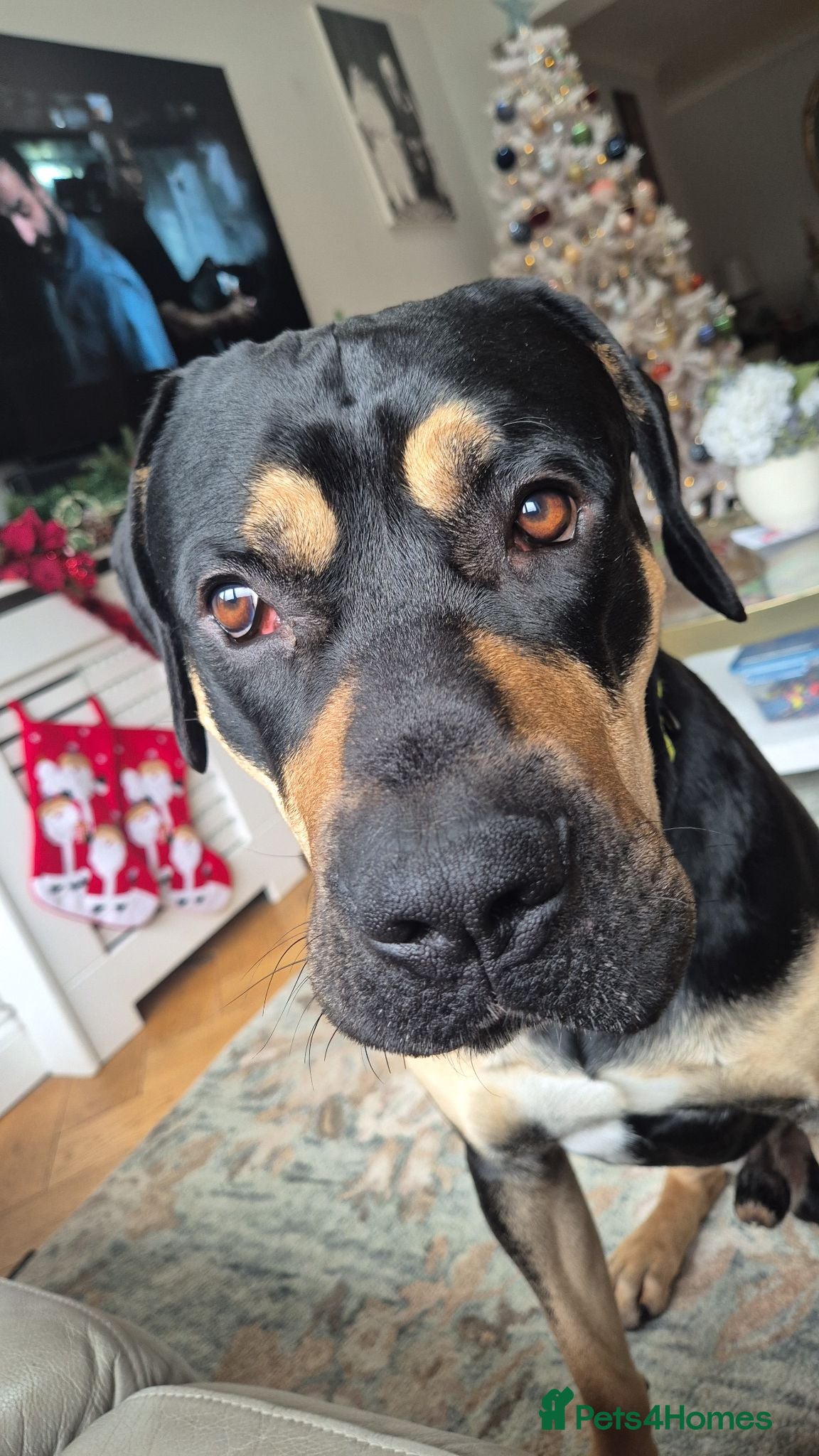 Mixed Breed dogs Cross breed cane corso,bullmastiff 2 years old - Advert 1