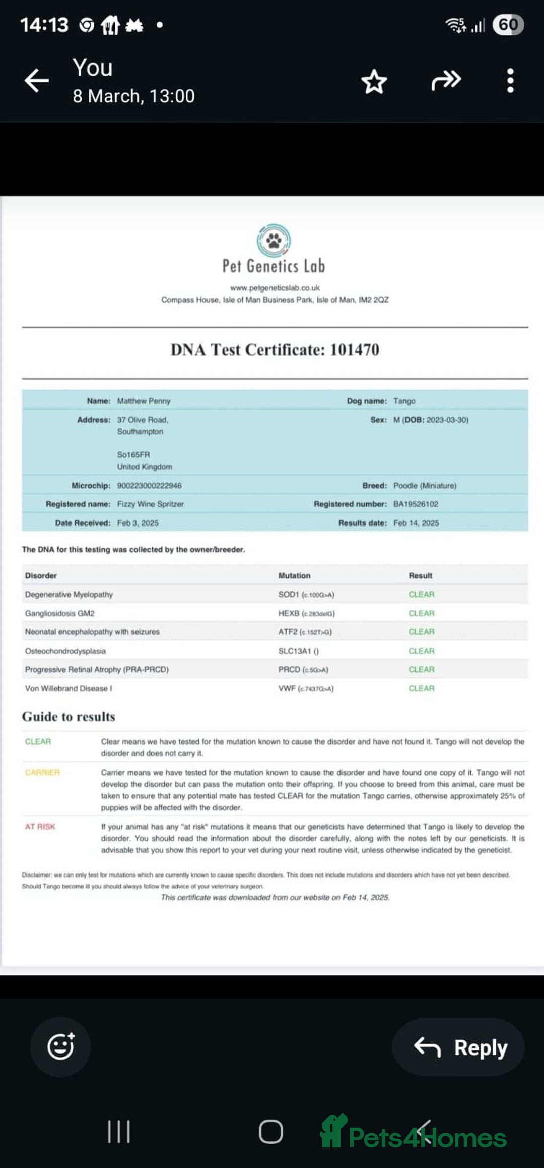 Mini Goldendoodle dogs for sale: Mini golden doodle f1b - Advert 15