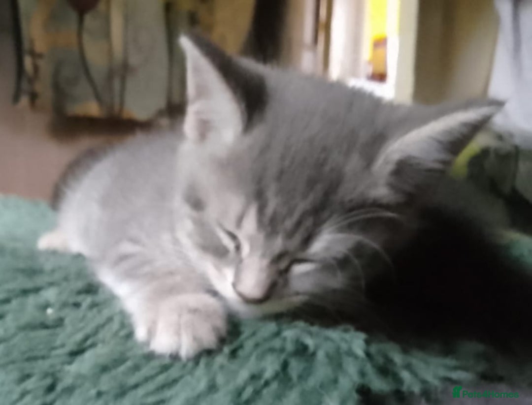 Mixed Breed cats for sale: UNIQUE SILVER/BLUE BENGAL X RUSSIAN BLUE KITTENS  - Image 30