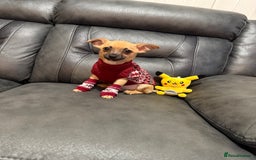 Chihuahua dogs for sale: GORGEOUS 9-WEEK-OLD CHIHUAHUA BOY 🩵 READY NOW!✨🐾 - Image 2