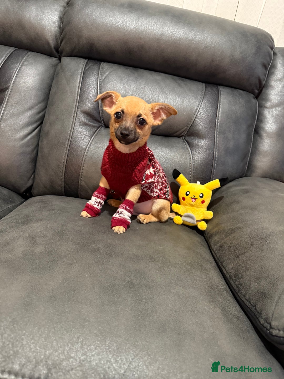 Chihuahua dogs for sale: GORGEOUS 9-WEEK-OLD CHIHUAHUA BOY 🩵 READY NOW!✨🐾 - Image 2