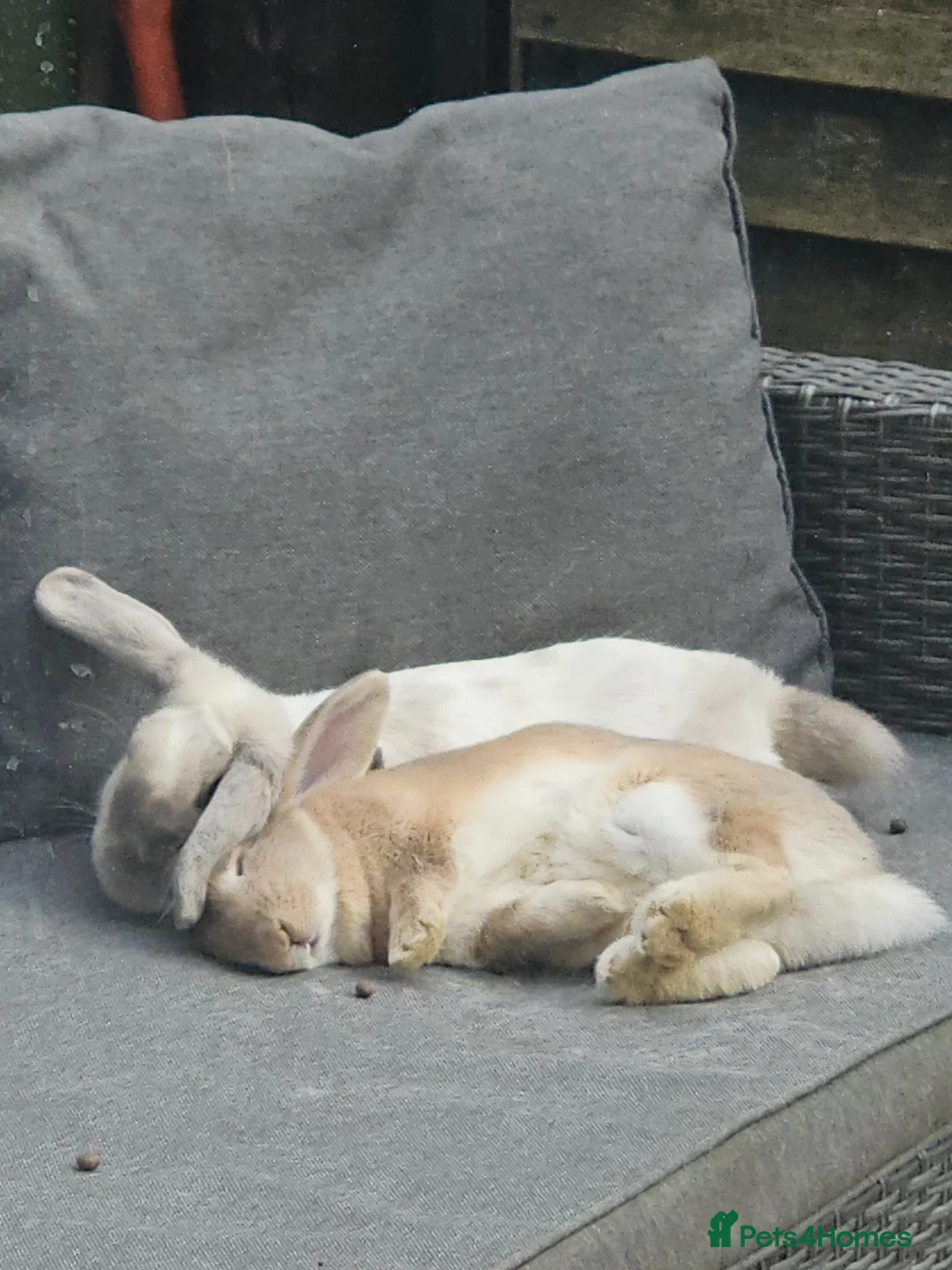 Mini Lop rabbits for sale: 2 female lops  - Advert 4