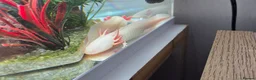 Axolotl reptiles for sale: Gorgeous albino axolotls and fancy goldfish - Advert 5