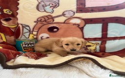Miniature Dachshund dogs for sale: Miniature long hair dachshunds  - Image 4