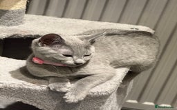 Russian Blue cats for sale: (TOP QUALITY) TICA REGISTERED RUSSIAN BLUE KITTENS - Image 8