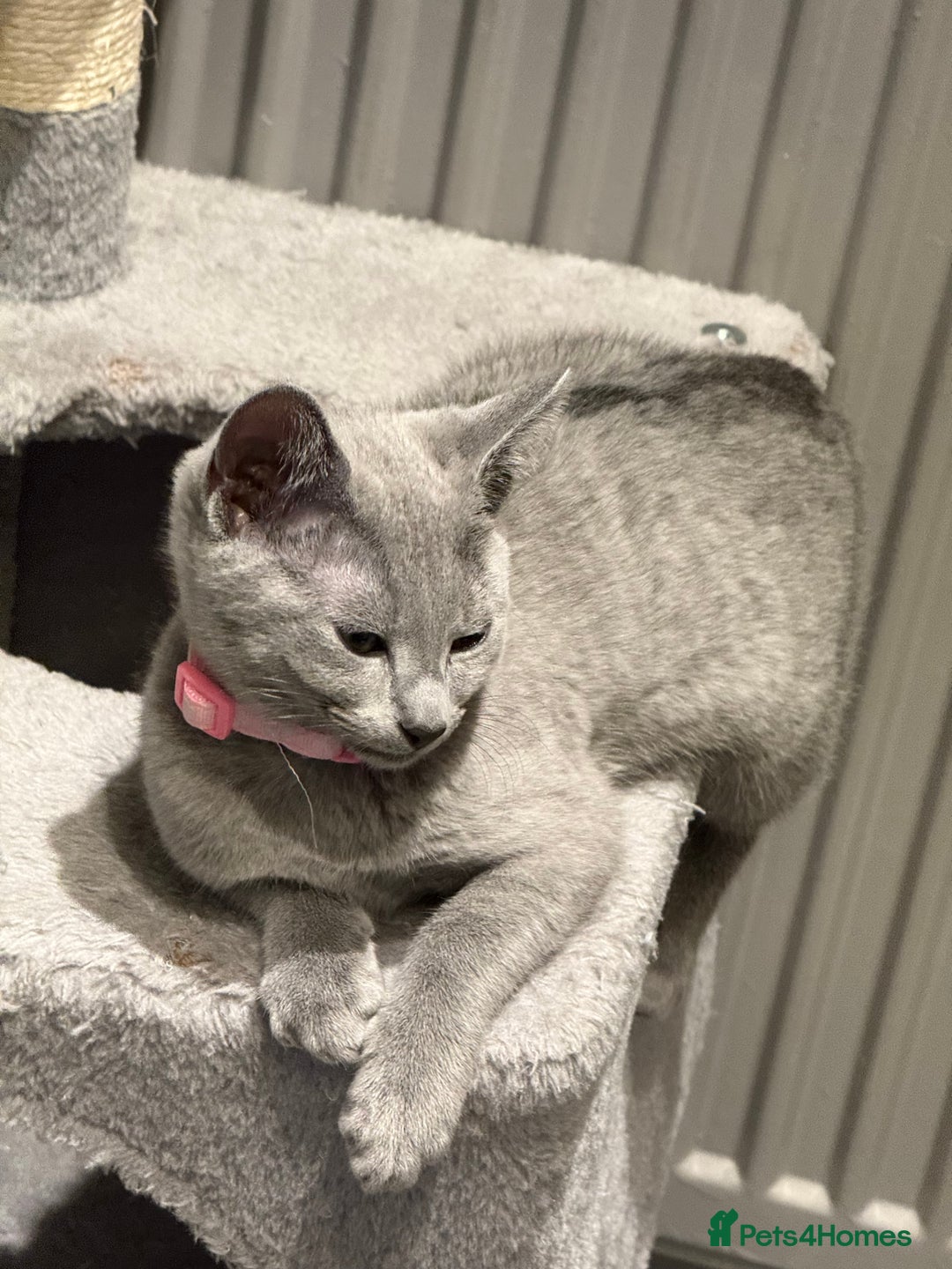 Russian Blue cats for sale: (TOP QUALITY) TICA REGISTERED RUSSIAN BLUE KITTENS - Image 8