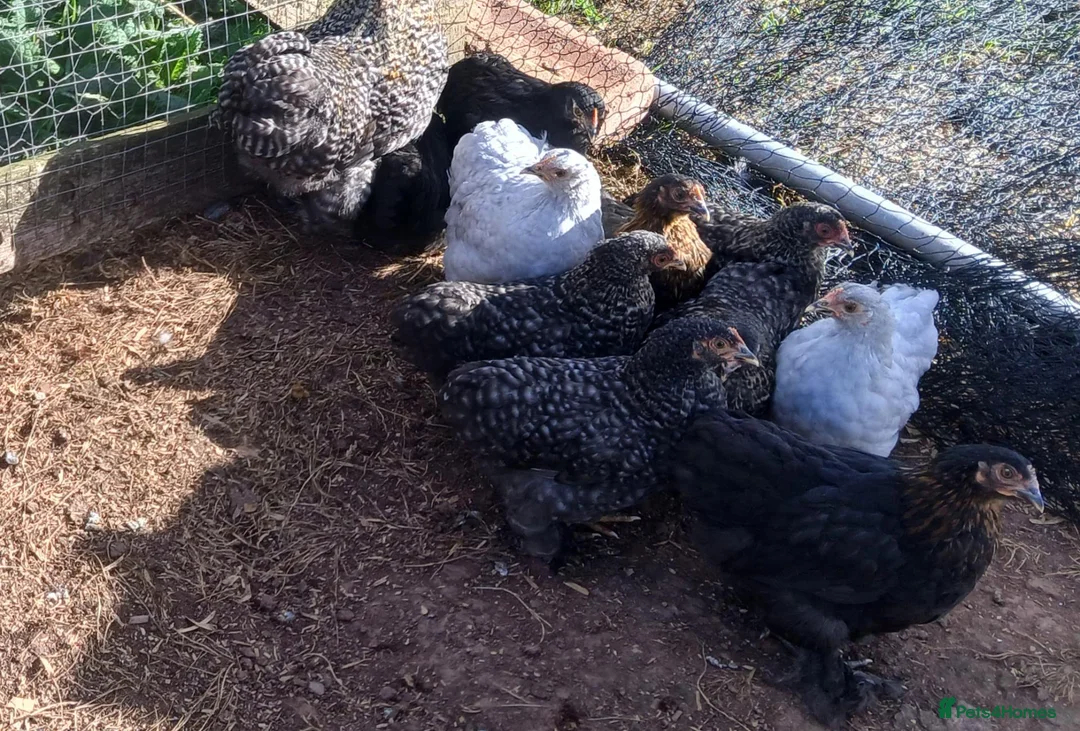 Chickens poultry for sale: Pekin bantam pullets - Advert 1
