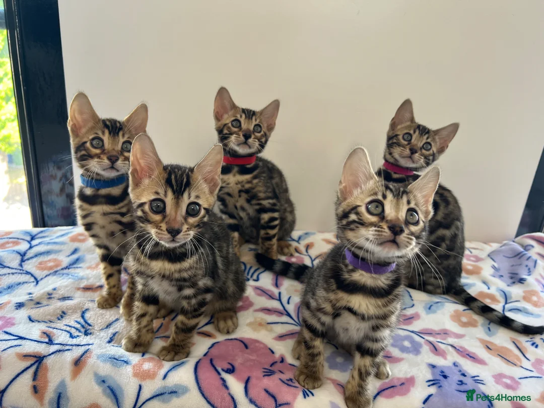 Bengal cats for sale: READY TO GO! Pure Pedigree Bengal Kittens TICA Reg - Advert 1