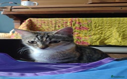 Domestic Shorthair cats for adoption: Lily & Boo, 5 month old kittens  - Image 3
