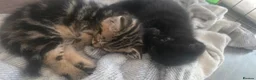 British Shorthair cats for sale: 3 beautiful kittens available - Advert 5